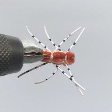 Load image into Gallery viewer, One Dozen (12) - Fat Frank - Pink - Terrestrial