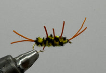 Load image into Gallery viewer, One Dozen (12) - Pat&#39;s Rubber Legs - Black/Yellow - Nymph
